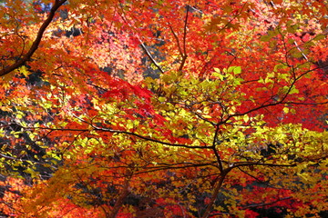 美しい紅葉と黄葉（愛媛県、面河渓）