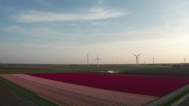 Aerial view of tulip planted fields in the Dronten area. Spring in the Netherlands