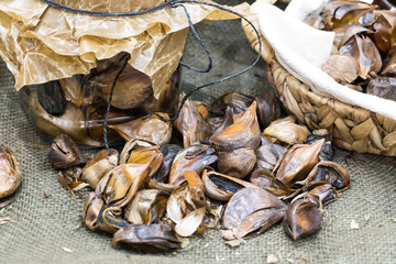 Healthy roasted black garlic isolated