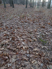 trail with fallen autumn dried leaves in brown tones