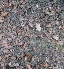 brown dried fallen leaves and acorns on the ground