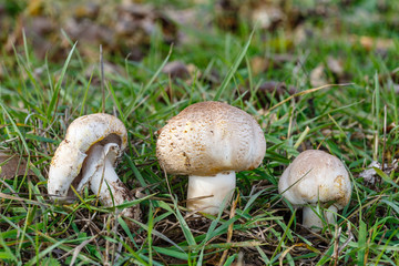 Champiñones que se tiñen de amarillo, entre la hierba. Agaricus xanthodermus.