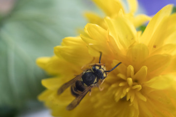 Macro of a wasp bee on a yellow chrysanthemum flower.