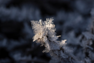 Dry branch covered with hoarfrost ice snow crystals close up selective focus. Winter flower