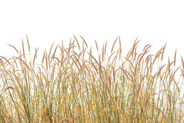 Reeds of grass isolated and white background.