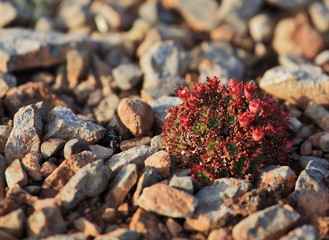 Arctic flowers - Saxifraga cespitosa