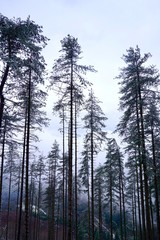 Fototapeta na wymiar trees with snow in the mountain in winter season, cold days