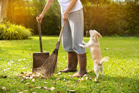 The Woman Sweeping Leaves Fall To The Ground Lawn. At Home With  Baby Dog On Sunlight Background In Morning ,