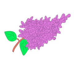  vector illustration of a lilac flower branch on a white background