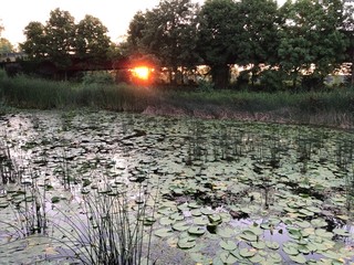 water lilies in the lake