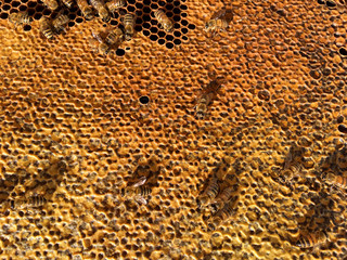 Abstract hexagon structure is honeycomb from bee hive filled with golden honey