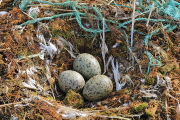 Seabird's nest with the plastic rubbish on the Arctic island - environmental pollution