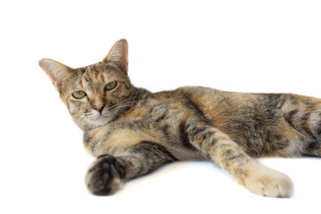 Portrait of Thai tricolor striped cat is laying and looking at the camera, isolated on a white backgroud.