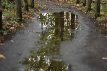 水たまりに映る森
