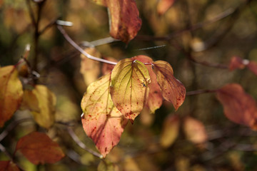 Red yellow leaves in the autumn forest