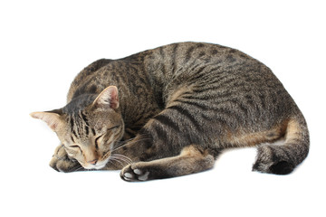 Thai tabby striped cat is sleeping, isolated on a white backgroud.