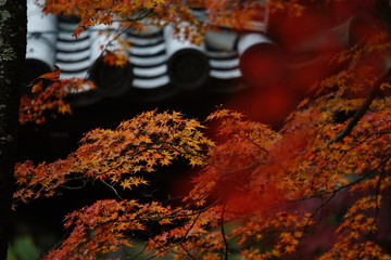 古都奈良の風景　紅葉　 Country scenery Autumn leaves Nara Japan