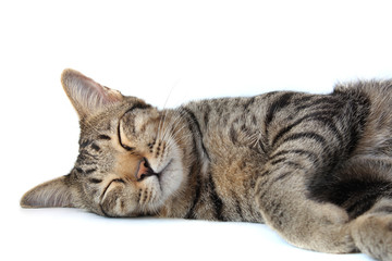 Closeup of Thai tabby striped cat is sleeping, isolated on a white backgroud.