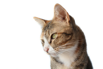 Portrait of Thai tricolor striped cat,  isolated on a white backgroud.