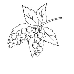 vector illustration coloring currant branch isolated on white background