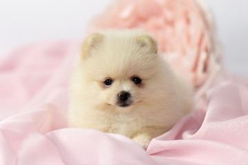 Beautiful Pomeranian spitz puppy on a white and pink background