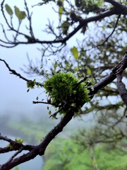 dew drops n fog on green puff