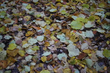 plants from a field