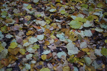 plants from a field