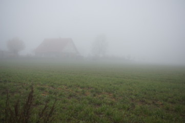 plants from a field