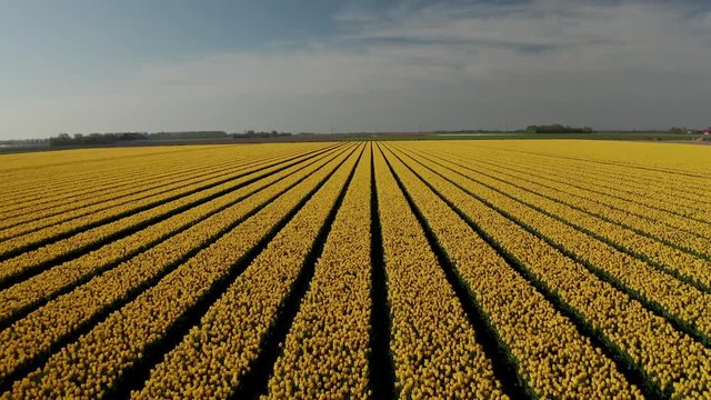 Aerial view of tulip planted fields in the Dronten area. Spring in the Netherlands