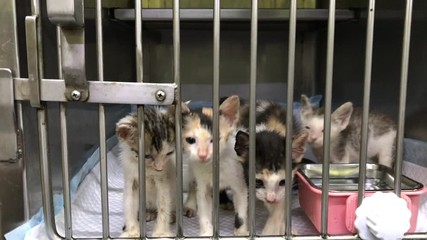 Rescued kittens inside their cage in an animal shelter