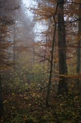 Fog in the forest,herbst, wald, fall, baum, natur, landschaft, park, blatt, gelb, laub, holz, jahreszeit, green, bahn, sonne, orange, birches, road, farbe,