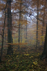 Fog in the forest, herbst, wald, fall, baum, natur, landschaft, park, blatt, gelb, laub, holz, jahreszeit, green, bahn, sonne, orange, birches, road, farbe,