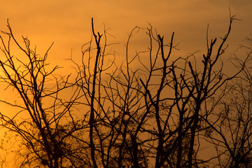 the tree twig on sunset, the sunset abstract background