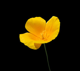 Beautiful yellow flower isolated on a black background