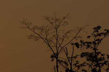 the tree twig on sunset, the sunset abstract background