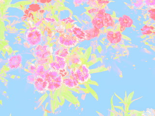 Fototapeta na wymiar Beautiful sweet william flowers blossom on branches convert colored for illustration texture background.