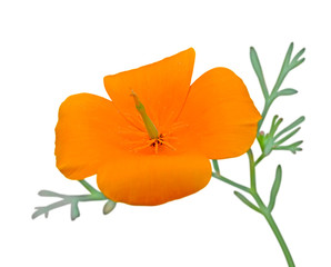 Beautiful yellow flower isolated on a white background