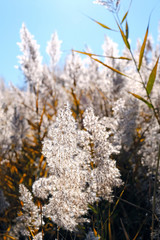 Bright sunny autumn reeds on the background of blue sky; golden fall concept