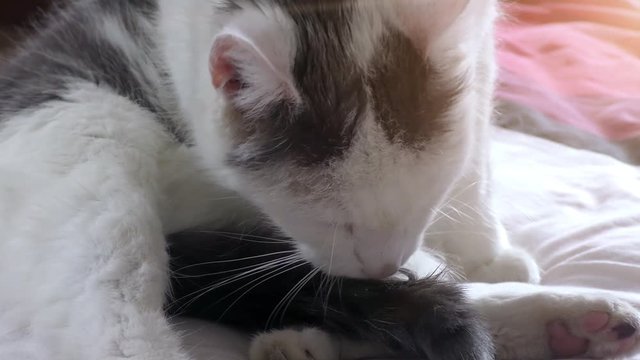 Nahaufnahme einer wei&szlig;-grauen Hauskatze die sich gerade putzt