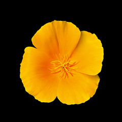 Beautiful yellow flower isolated on a black background