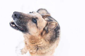 dog fooling around in the snow.