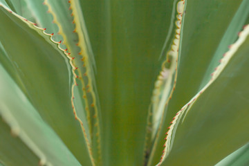 the leaf texture pattern, the leaf in nature background