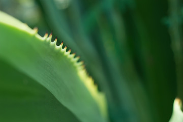 the leaf texture pattern, the leaf in nature background