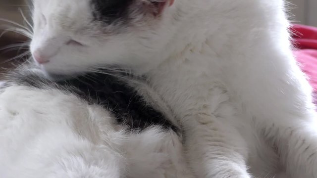 Nahaufnahme einer wei&szlig;-grauen Hauskatze die sich gerade putzt