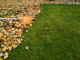 Pile of fall leaves with fan rake on lawn