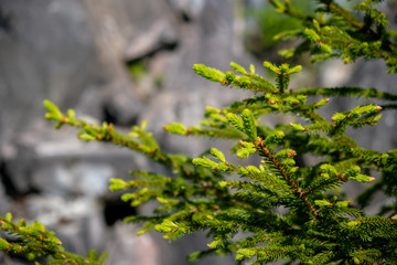 Close up fir tree branch. Christmas tree background