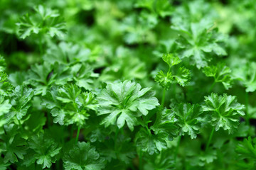 Cilantro mature green twigs growing, top view. Bokeh effect.