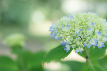 咲き始めたアジサイ