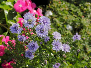 Beautiful Aster flowers (purple color) blossom on branches in garden with green nature blurr